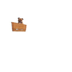 Panier chien arrière  Pasja...