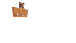 Panier de vélo arrière pour chien, sans grille (50 cm)